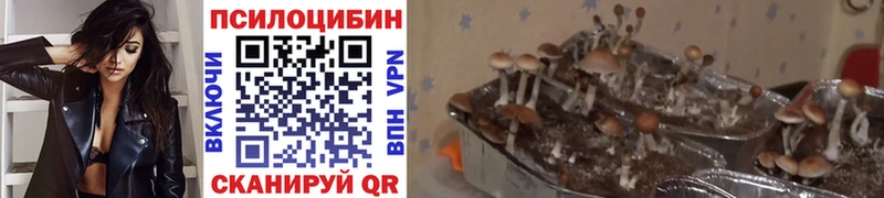 Галлюциногенные грибы Magic Shrooms  Купить закладки  Балашов 